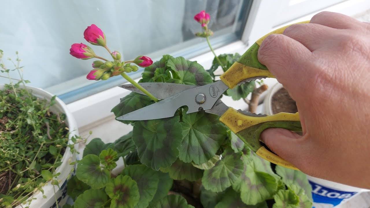 Pruning geraniums