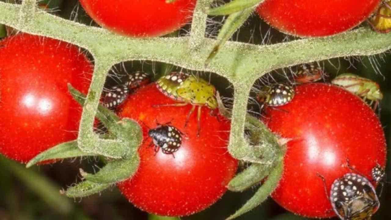 The trick to say goodbye to bedbugs in the garden