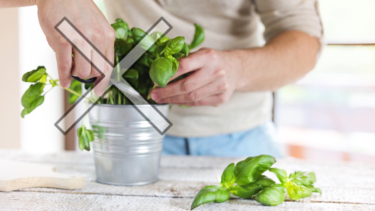 harvesting basil