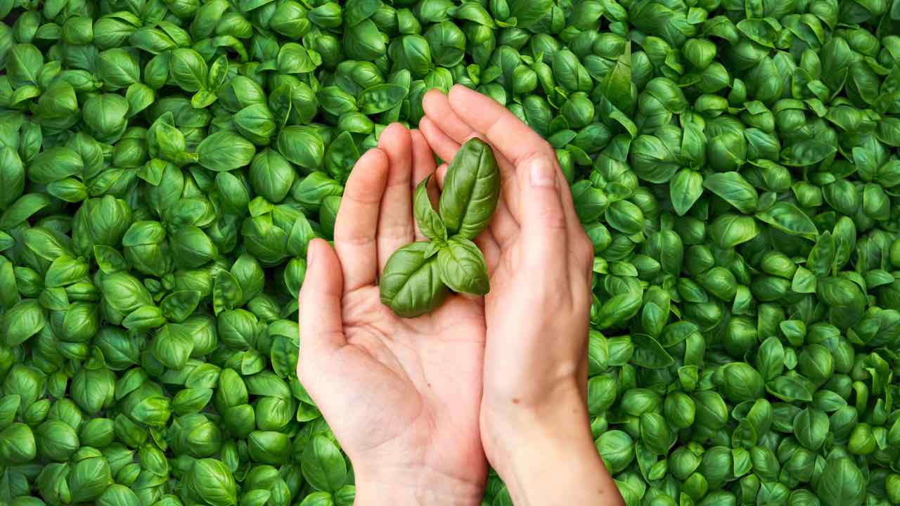 Hands with basil