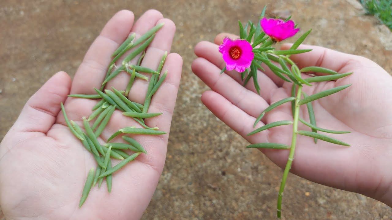 Portulaca Grandiflora