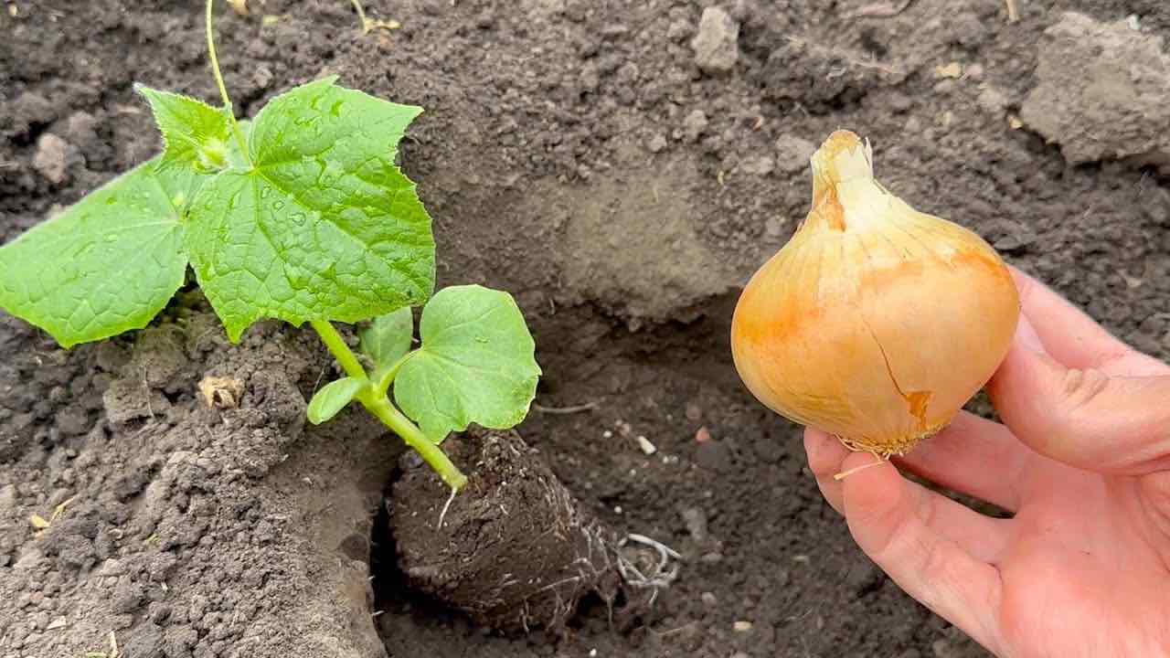 Ingredient for cucumbers