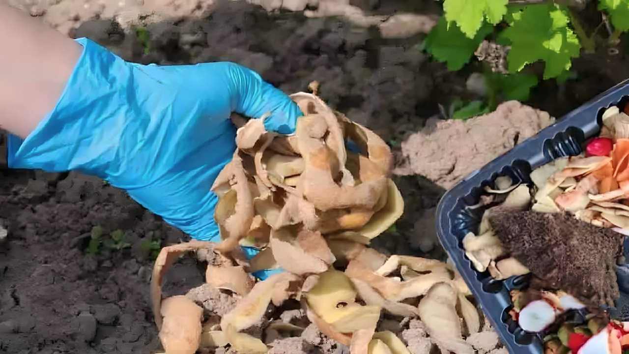 Potato peels in the earth