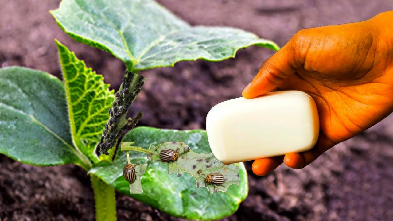 plant and bar of soap