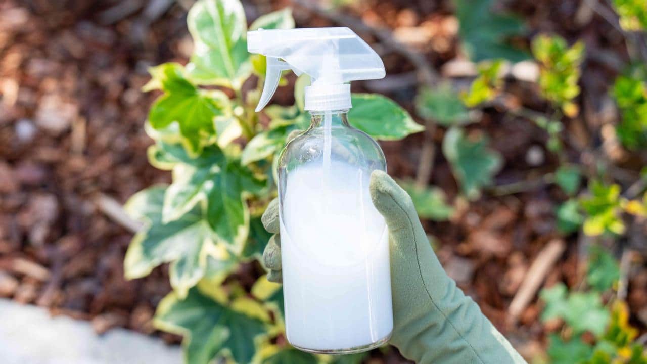 Mixture in tomato plants