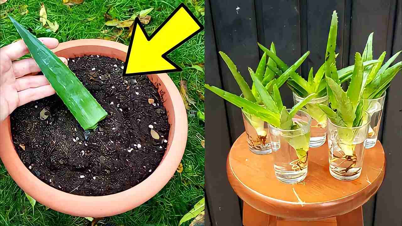 Aloe vera