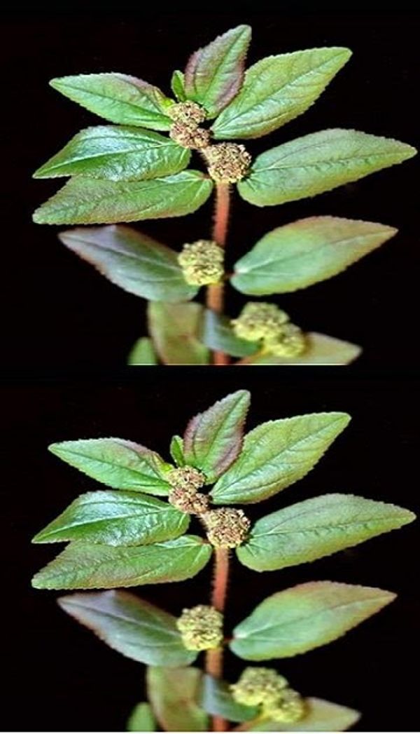 The Plant You See in the Picture Is One of the Most Miraculous Plants in the World