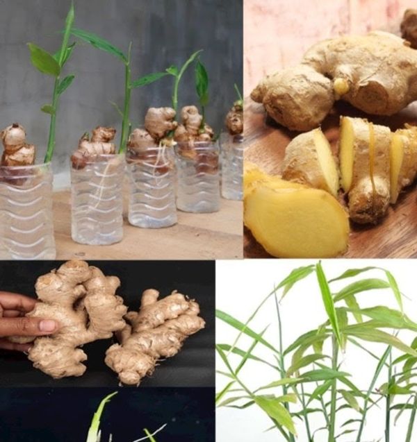 Growing Ginger in Water