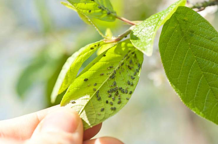 aphids