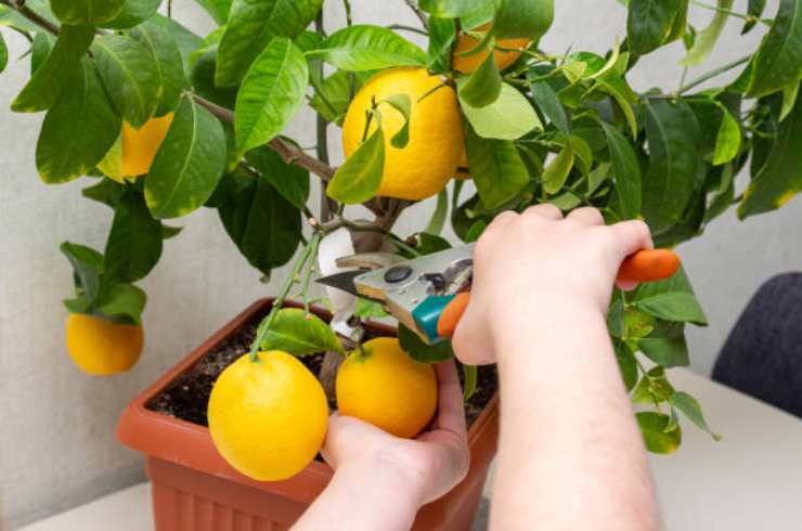 Lemon plant Lemon plant