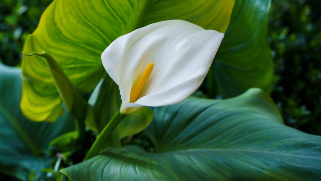 Calla: here's the ingredient to save money