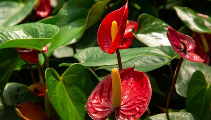 Anthurium
