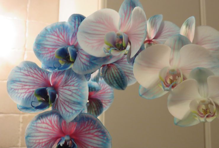 Orchid