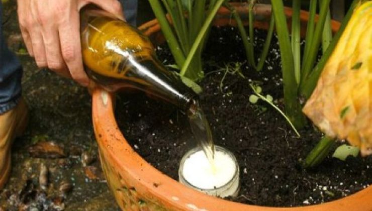 infused plants
