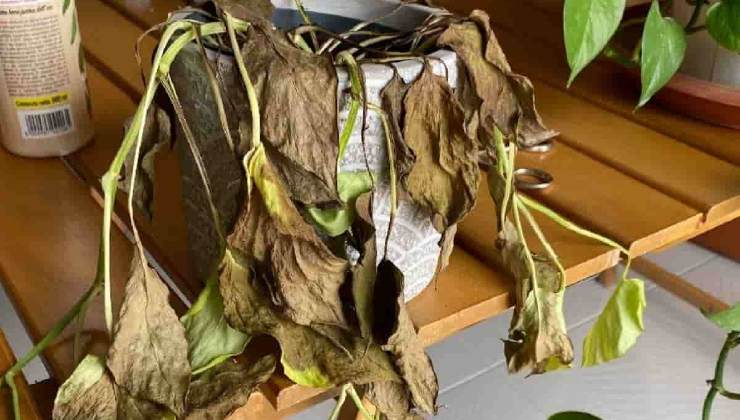 Dead plant