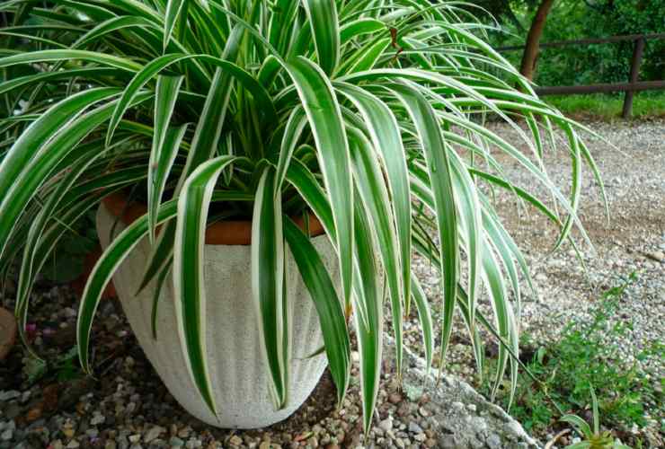 Phalanx plant