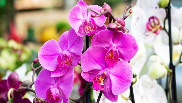 orchid