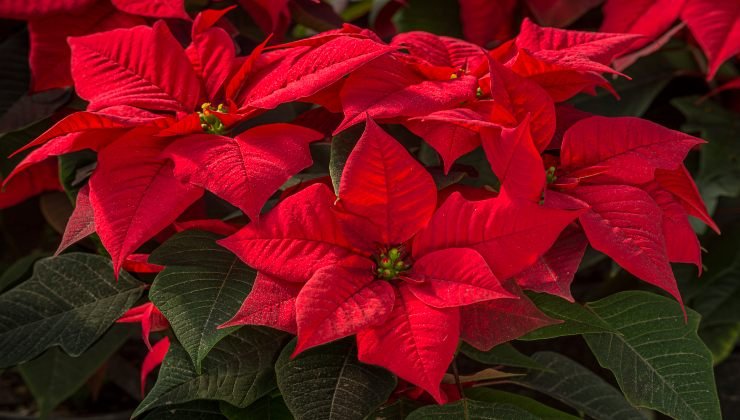 Poinsettia: how to make it bloom from a leaf