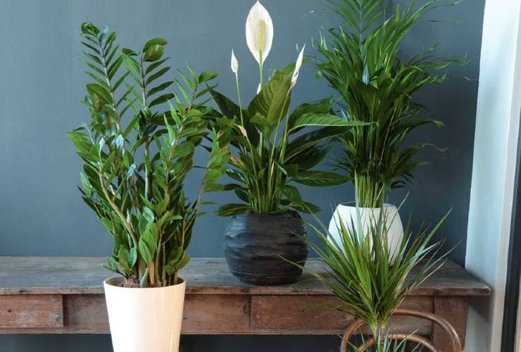 Plant