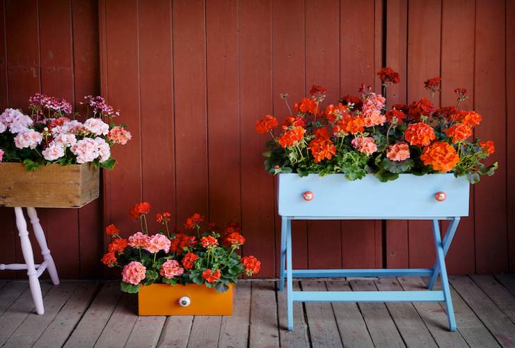 Geraniums in the house