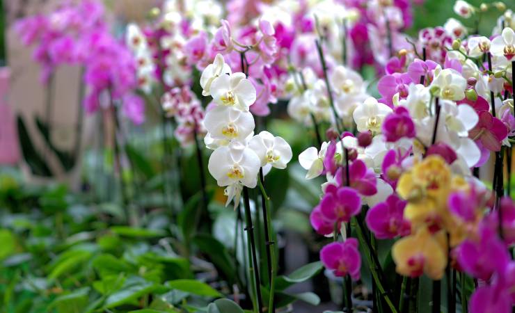 Orchids Orchids