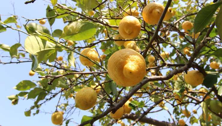 Pianta di limoni Lemon plant