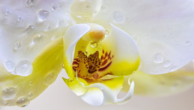 Orchid: here is the useful ingredient for having lush flowers