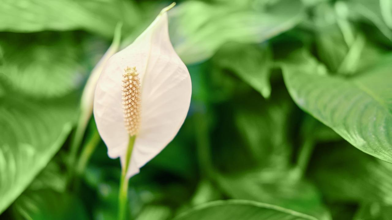 Peace lily