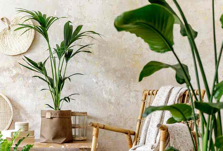 Plant