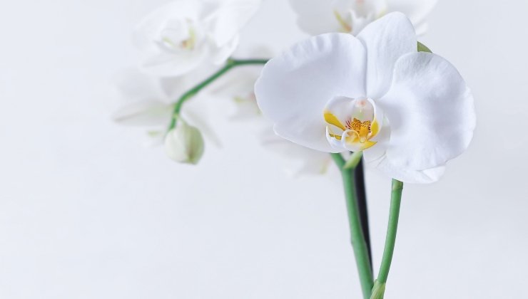 Orchids: the secret to making them bloom well