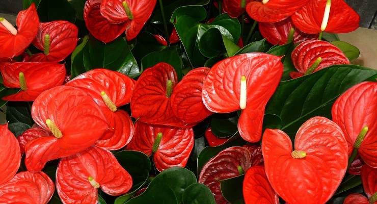 Anthurium