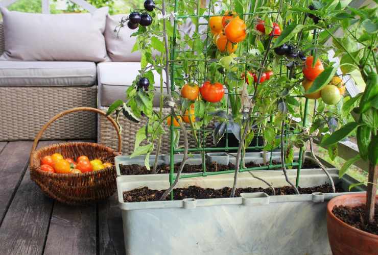 Orto su balcone Vegetable garden on balcony
