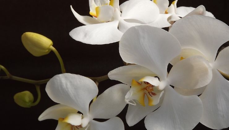 Orchidea senza radici Orchid without roots