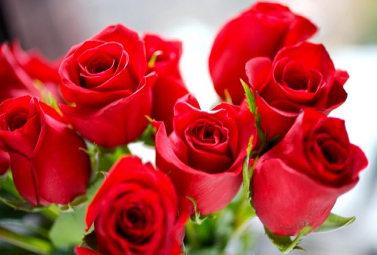 Rose rosse Roses