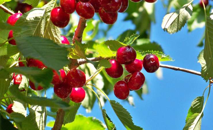 Cherry plant Cherry plant