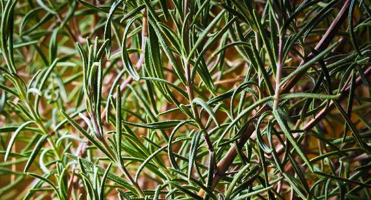 Rosemary