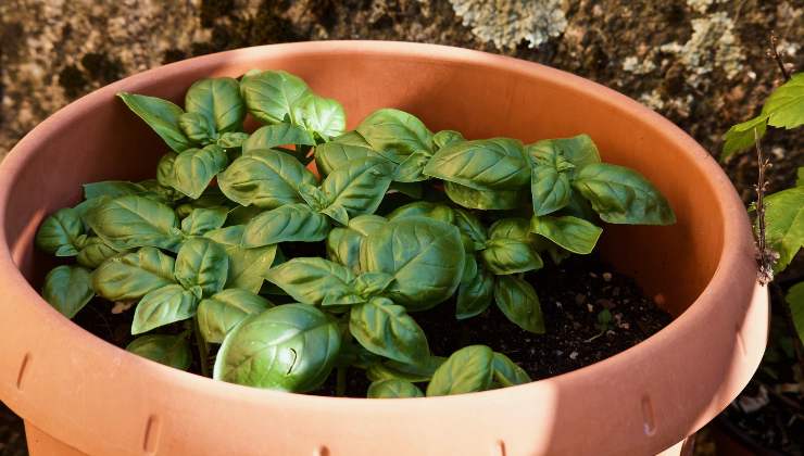 Lush, healthy basil Lush, healthy basil