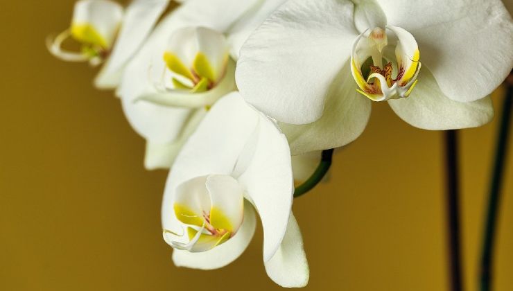 Orchidea bella tutto l'anno Beautiful orchid all year round