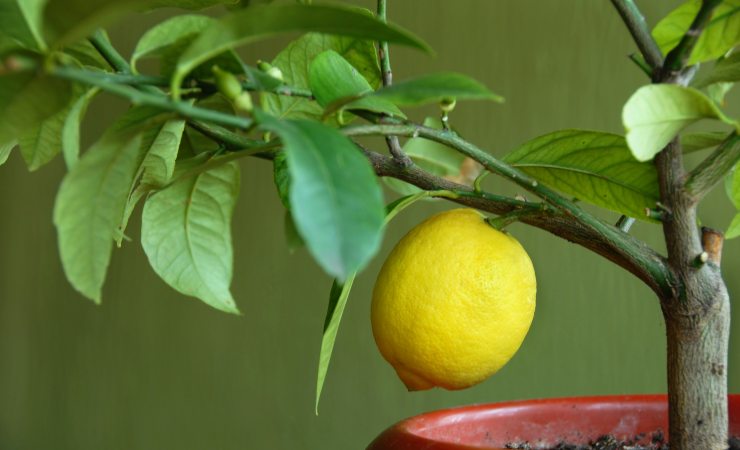 Lemon seedling Lemon seedling