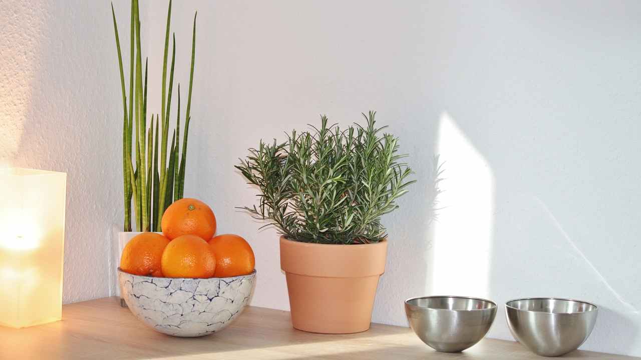 Rosmarino Rosemary