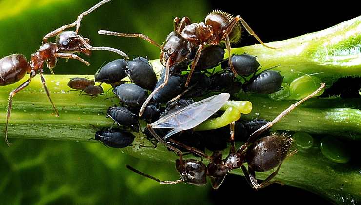 Afidi delle piante Plant aphids