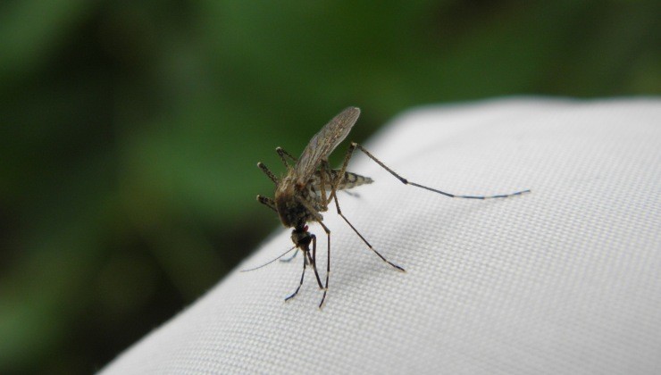 Mosquito