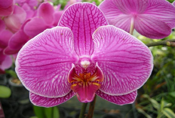 Orchid