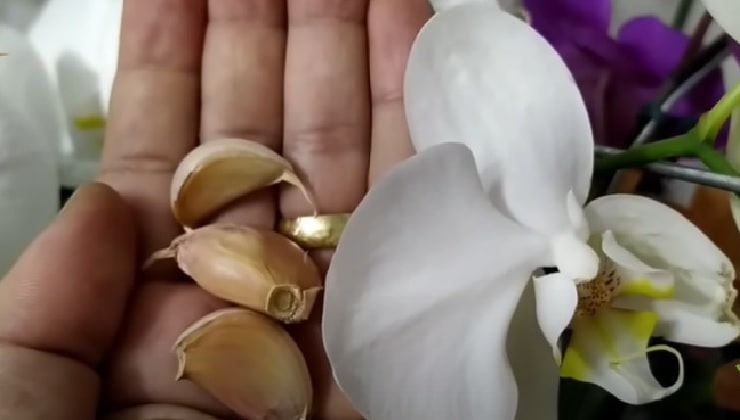 Garlic in plants