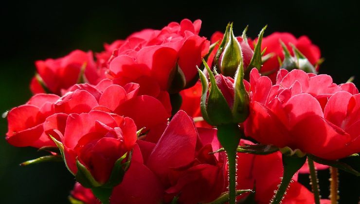 roses and gardening