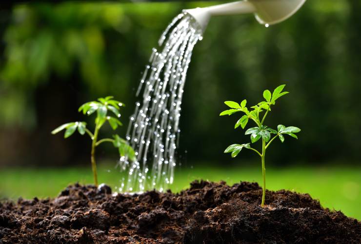Irrigazione piante Plant irrigation