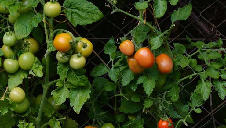 Tomatoes from the garden