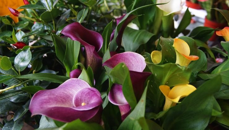 Calla: here's the ingredient to save money