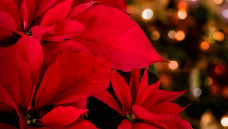 Red poinsettia leaves