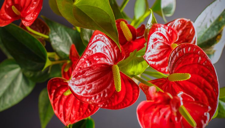 Multiply the anthurium